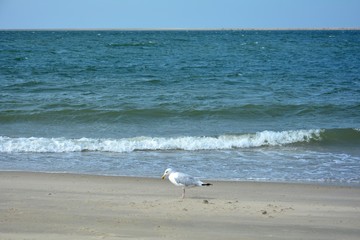 Möwe steht am Sandstrand mit Meer und blauem Himmel im Hintergrund