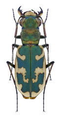 Beetle Cephalota besseri on a white background