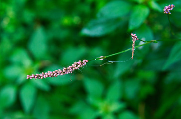 Spike let inflorescence with green background 