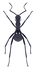 Ant Polyrhachis hector on a white background