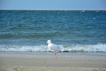 Seemöwe steht vor einer Welle am Meer mit blauem Himmel