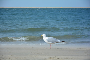 Möwe steht am Sandstrand mit Meer und blauem Himmel im Hintergrund