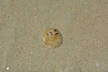 Qualle am Sandstrand      