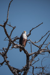 African Fish Eagle in Chobe National Park, Botswana