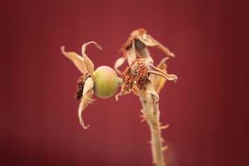autumn /winter background / rosehip  in december closeup
