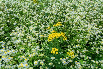 field of daisies and amid a yellow flower