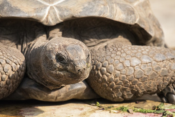 Riesenschildkr&ouml;te