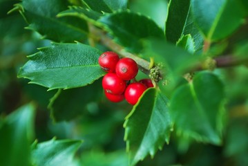 bright red berries on a holly bush