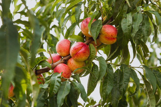 Sweet organic nectarines on tree in big garden