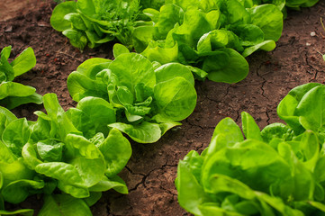 Organic freshness lettuce growing on a garden
