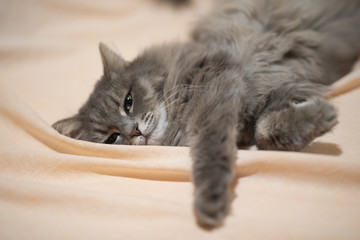Siberiano gray cat laying