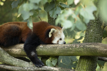 schlafender Panda