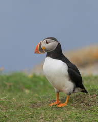 One Atlantic puffin standing on a rock near Elliston, Newfoundland