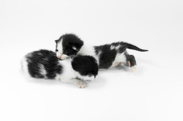 Obraz premium Cute small black and white kitten on a white background,First day after birth