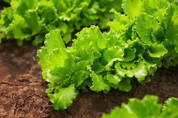 Organic freshness lettuce growing on a garden