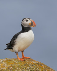 One Atlantic puffin standing on a rock near Elliston, Newfoundland