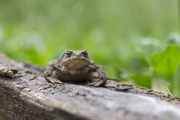Common toad, Bufo bufo, sits on old wood on a green plant background