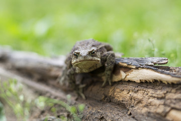 Common toad, Bufo bufo, sits on old wood on a green plant background
