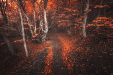Scary autumn forest with trail in fog. Colorful landscape with beautiful enchanted trees with red leaves on the branches in fall. Amazing scene with mystical foggy forest. Spooky fairy wood. Nature