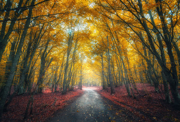 Amazing autumn forest with road in fog. Trees with red and yellow foliage in fall. Dreamy landscape...