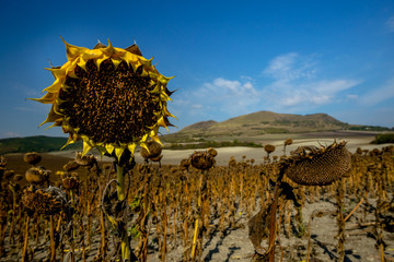 Detail of Dried Ripe Sunflower on a Field