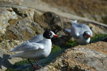 2 Gulls