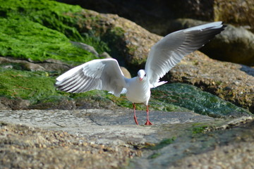 Gull Takeoff