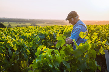 A senior winegrower works in his vines at sunset 