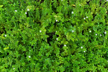 Plant countless fresh and green leaves ,many details green leaves wall background,top view