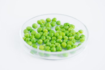 Close up shot  of green peas in petri dish, isolated on white background, biochemical lab concept