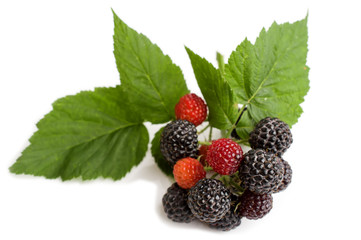 Fresh blackberry with green leaf on white background