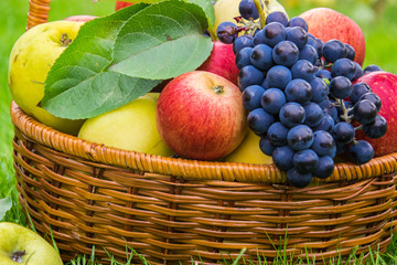 Basket with harvests of green and red apples and blue grapes. Basket of fresh, ripe, organic fruits in the garden.