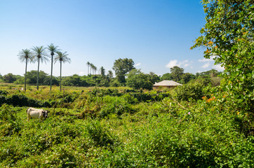 Fototapeta na wymiar Scenic view over palm trees on tropical island Bubaque, part of the Bijagos Archipelago, Guinea Bissau, Africa