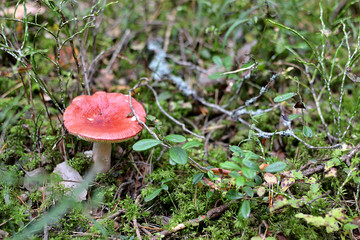 Mushroom Growing In The Forest