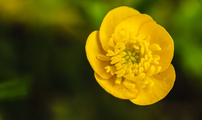 Fleur jaune en macro