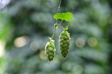 Hop cones on green background. Beer ingredients.  Hops yard  near Vancouver. British Columbia. Canada.