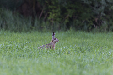Obraz na płótnie Canvas European hare (Lepus europaeus) in the forest glade