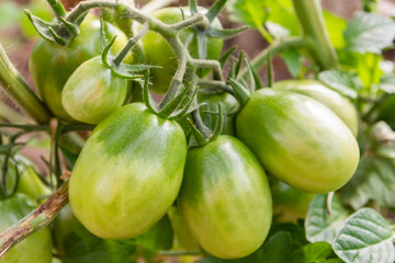 Green tomatoes hang on a branch ripen in the greenhouse