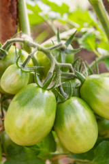 Green tomatoes hang on a branch ripen in the greenhouse