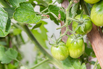 Green tomatoes hang on a branch ripen in the greenhouse