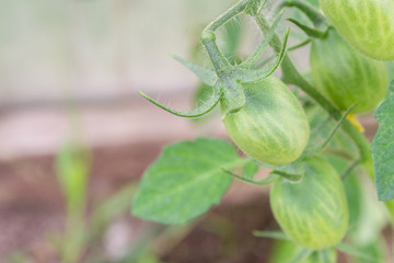 Green tomatoes hang on a branch ripen in the greenhouse