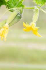 Small embryos of cucumbers hanging on a branch in the greenhouse