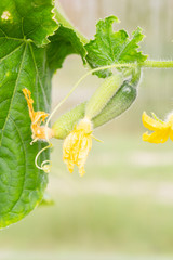 Small embryos of cucumbers hanging on a branch in the greenhouse