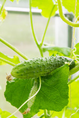 Cucumbers hanging on a branch ripen in the greenhouse