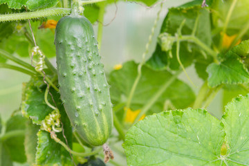 Cucumbers hanging on a branch ripen in the greenhouse