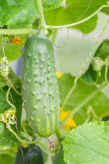 Cucumbers hanging on a branch ripen in the greenhouse