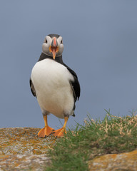 A closeup full body portrait of a standing Atlantic puffin at Elliston, Newfoundland