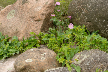 Wild flowers growing among the rocks covered with lichen