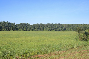 Field of green grass in the morning sunlight with tree line