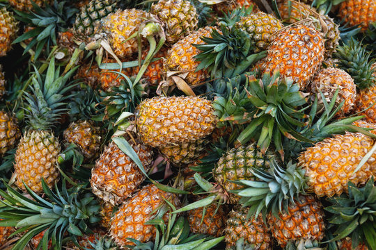 Background with a heap of ripe pineapples